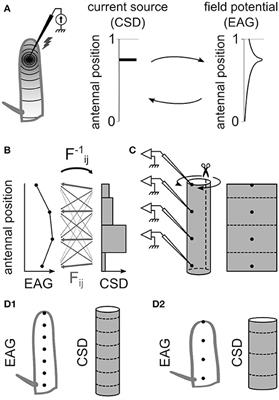 Current Source Density Analysis of Electroantennogram Recordings: A Tool for Mapping the Olfactory Response in an Insect Antenna